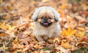 加害者が死亡した場合の法律的影響とは？