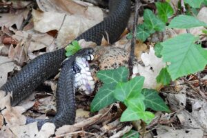 交通事故被害者が支援団体を活用する方法とは？