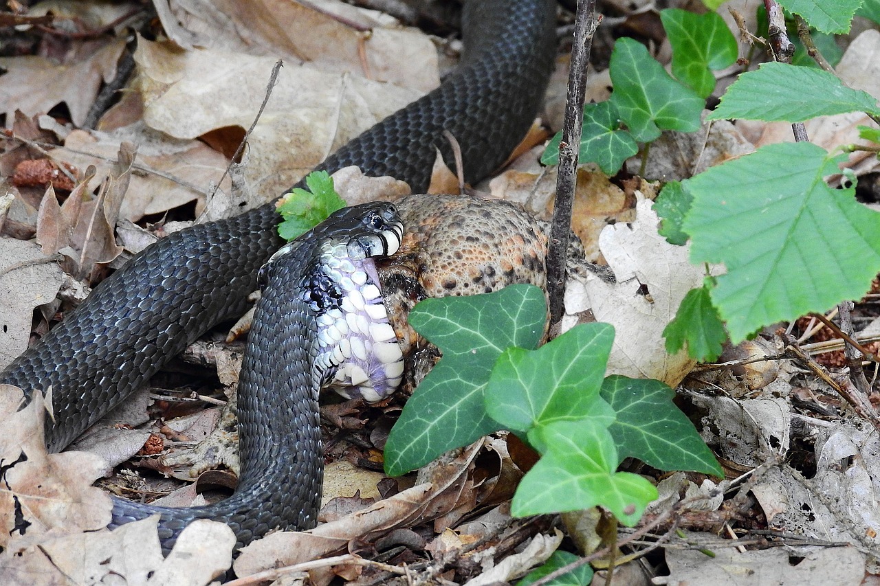 交通事故に遭った外国人被害者が受ける補償手続きは？