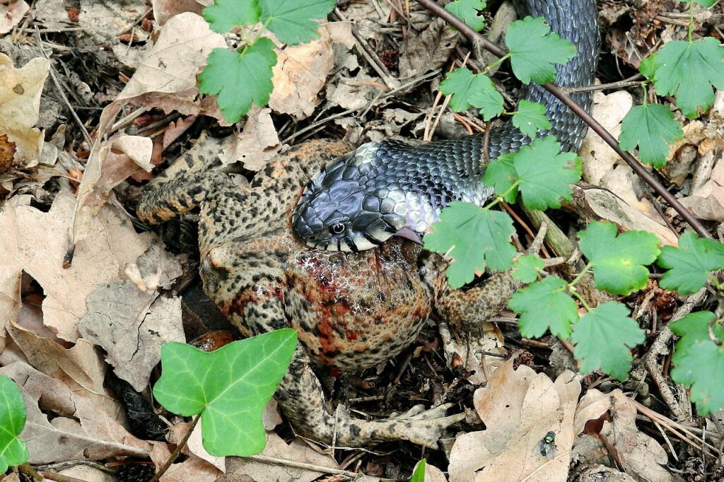 交通事故による行政処分が被害者に与える影響はある？